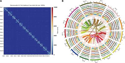 Genomic Analysis Based on Chromosome-Level Genome Assembly Reveals an Expansion of Terpene Biosynthesis of Azadirachta indica